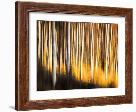 Birches-Ursula Abresch-Framed Photographic Print