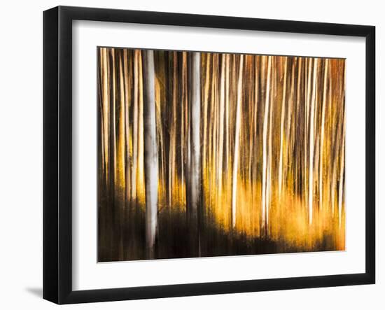 Birches-Ursula Abresch-Framed Photographic Print