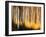 Birches-Ursula Abresch-Framed Photographic Print