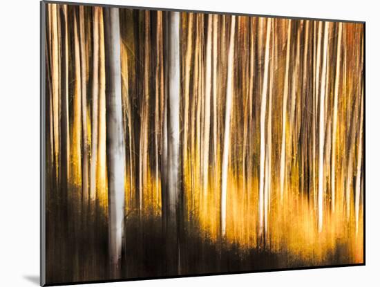 Birches-Ursula Abresch-Mounted Photographic Print