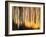 Birches-Ursula Abresch-Framed Photographic Print