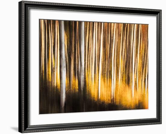 Birches-Ursula Abresch-Framed Photographic Print