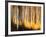 Birches-Ursula Abresch-Framed Photographic Print