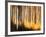 Birches-Ursula Abresch-Framed Photographic Print