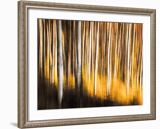 Birches-Ursula Abresch-Framed Photographic Print