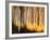 Birches-Ursula Abresch-Framed Photographic Print