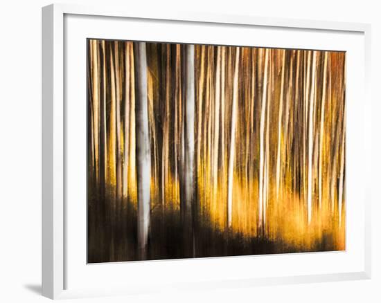 Birches-Ursula Abresch-Framed Photographic Print