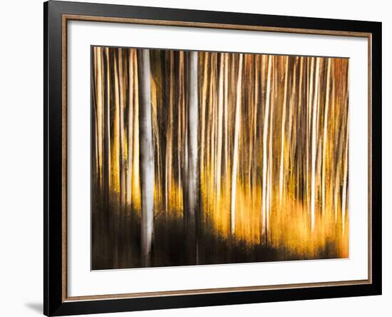 Birches-Ursula Abresch-Framed Photographic Print