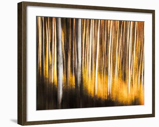 Birches-Ursula Abresch-Framed Photographic Print