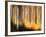 Birches-Ursula Abresch-Framed Photographic Print