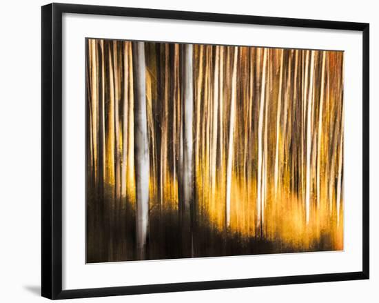 Birches-Ursula Abresch-Framed Photographic Print