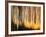 Birches-Ursula Abresch-Framed Photographic Print