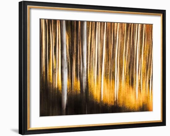 Birches-Ursula Abresch-Framed Photographic Print