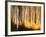 Birches-Ursula Abresch-Framed Photographic Print