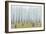 Birches-Milovelen-Framed Art Print