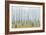 Birches-Milovelen-Framed Art Print