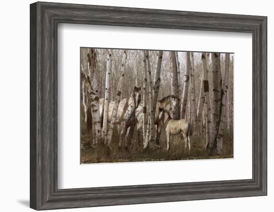 Birchwood Family-Steve Hunziker-Framed Art Print