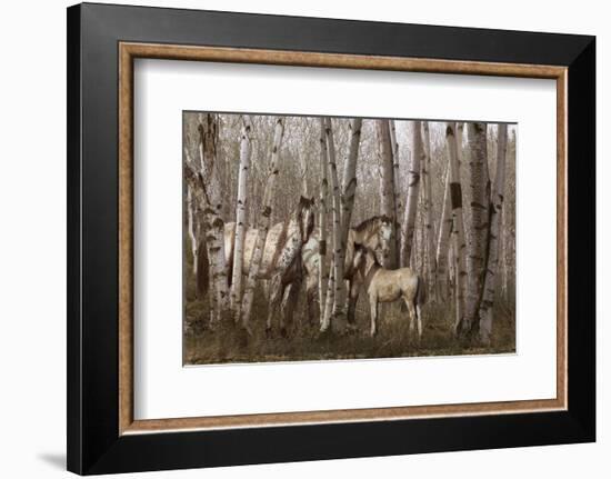 Birchwood Family-Steve Hunziker-Framed Art Print