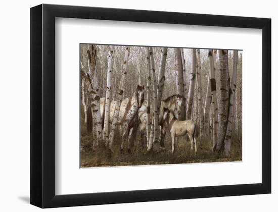 Birchwood Family-Steve Hunziker-Framed Art Print