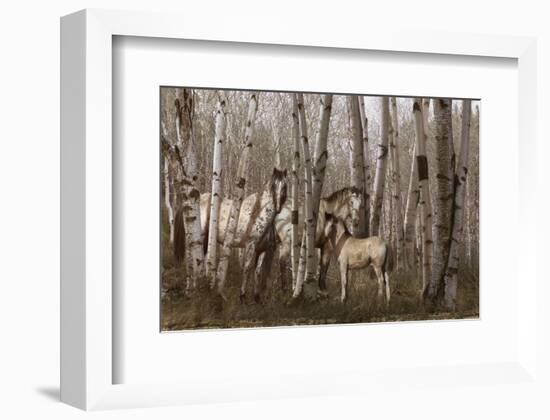 Birchwood Family-Steve Hunziker-Framed Art Print