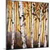 Birchwood Trees on Gold II-Patricia Pinto-Mounted Art Print