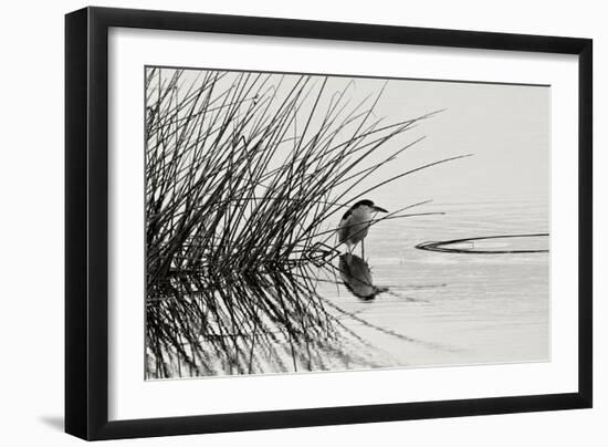 Bird 1-Lee Peterson-Framed Photographic Print