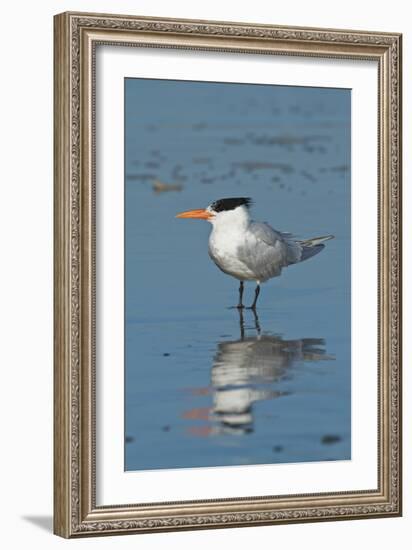 Bird 3-Lee Peterson-Framed Photographic Print