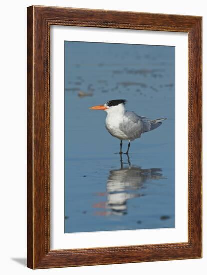 Bird 3-Lee Peterson-Framed Photographic Print