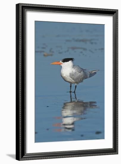 Bird 3-Lee Peterson-Framed Photographic Print