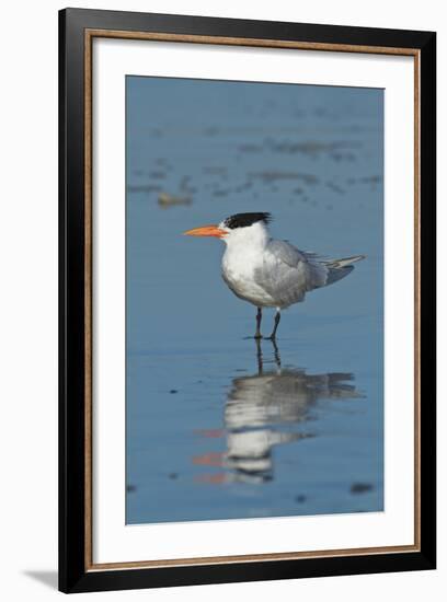 Bird 3-Lee Peterson-Framed Photographic Print