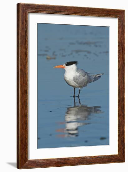 Bird 3-Lee Peterson-Framed Photographic Print