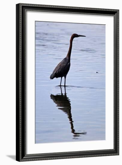 Bird 4-Lee Peterson-Framed Photographic Print