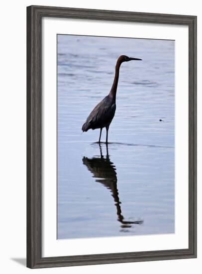 Bird 4-Lee Peterson-Framed Photographic Print