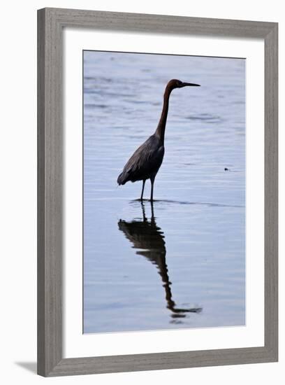 Bird 4-Lee Peterson-Framed Photographic Print