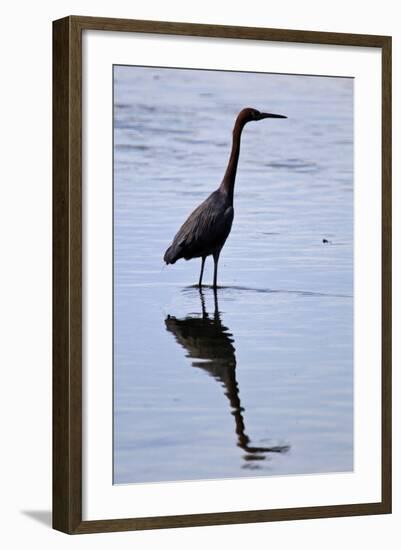 Bird 4-Lee Peterson-Framed Photographic Print