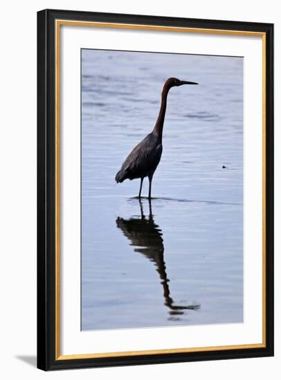 Bird 4-Lee Peterson-Framed Photographic Print