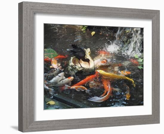 Bird among Fish-pr2is-Framed Photographic Print
