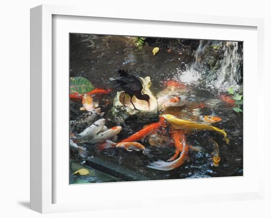 Bird among Fish-pr2is-Framed Photographic Print