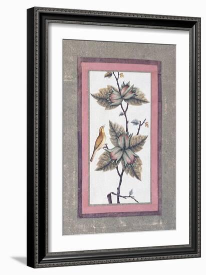 Bird and Flower Study, C.1780-null-Framed Giclee Print