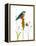 Bird and Honey Bee Print-Blenda Tyvoll-Framed Stretched Canvas