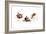 Bird and Ladybug-Peggy Harris-Framed Giclee Print