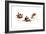 Bird and Ladybug-Peggy Harris-Framed Giclee Print