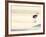 Bird at The Beach-Sylvia Coomes-Framed Photographic Print