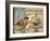 Bird & Cage I-Gwendolyn Babbitt-Framed Art Print