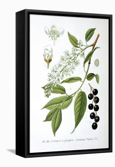 Bird Cherry, 1893-null-Framed Premier Image Canvas