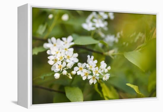 bird cherry, Prunus padus, twig, blossoms-Waldemar Langolf-Framed Premier Image Canvas