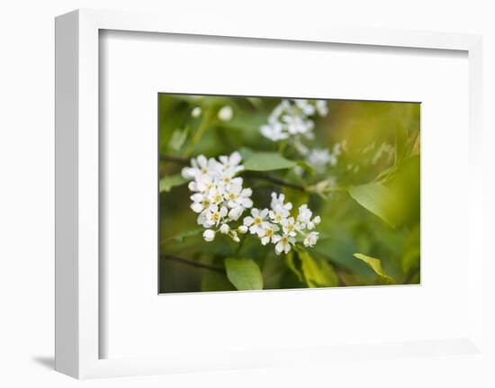 bird cherry, Prunus padus, twig, blossoms-Waldemar Langolf-Framed Photographic Print