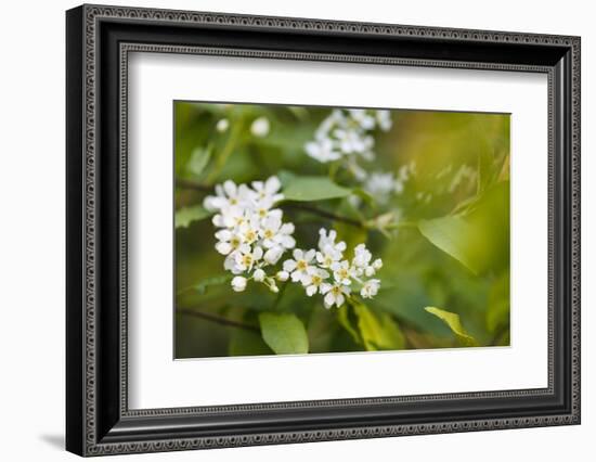 bird cherry, Prunus padus, twig, blossoms-Waldemar Langolf-Framed Photographic Print