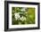 bird cherry, Prunus padus, twig, blossoms-Waldemar Langolf-Framed Photographic Print