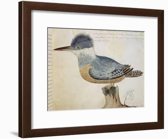 Bird, Close to the Jay of France, Near the Strait of Magellan-null-Framed Giclee Print